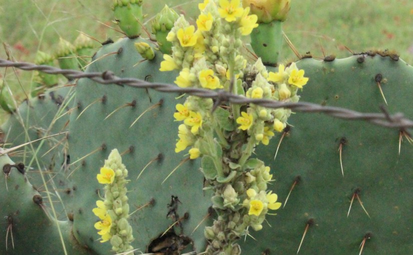 Day 26-Yes, I know, I Missed a Few-“For A Little&nbsp;While”